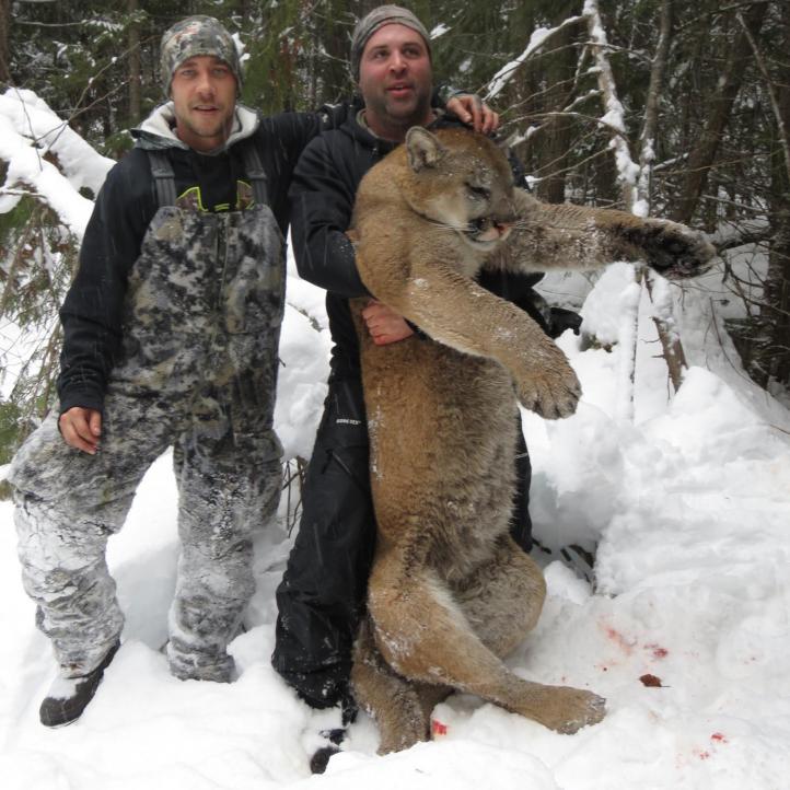 lynx-bobcat-cougar-hunts-british-columbia-canada-hunting-guides